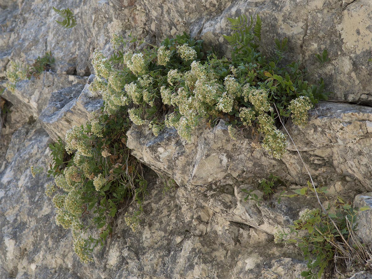 Potentilla caulescens